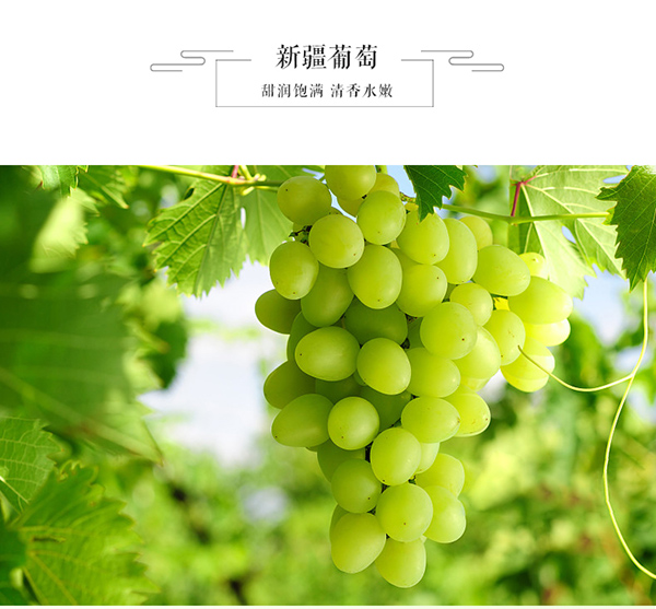 巴瑪熊葡萄干 (9).jpg